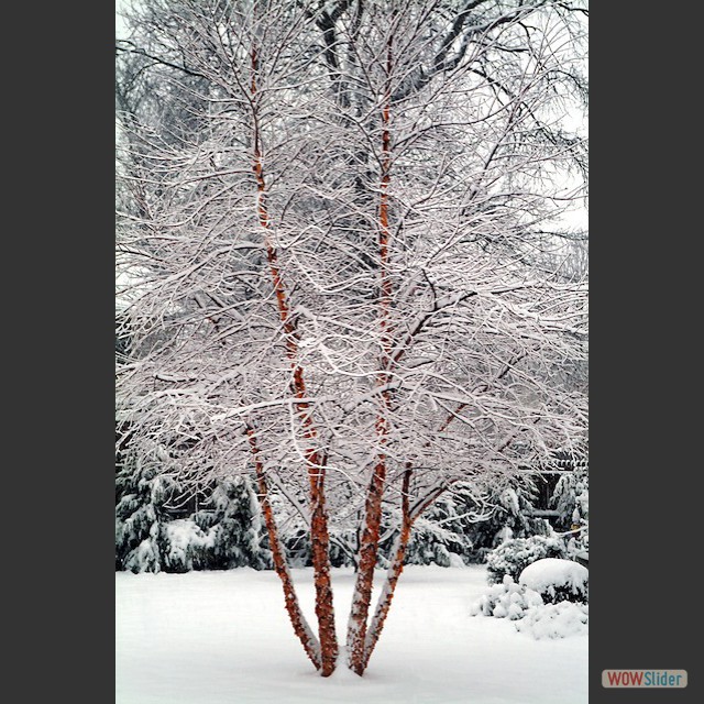 snow 05.1