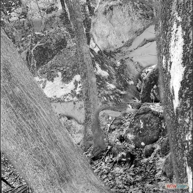 forest B&W solarize