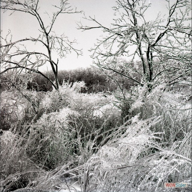 ice storm b&w