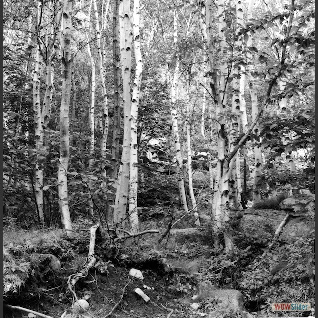 Maine Birtch trees ground