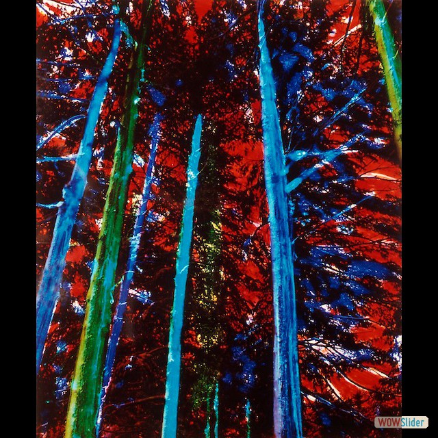 colored trees up