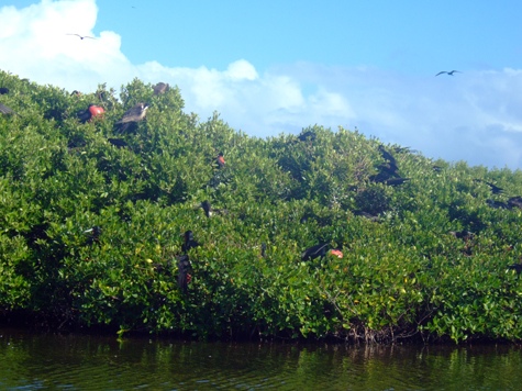 Melanie Heinrich - Travel Images - Barbuda