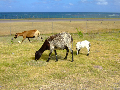 Melanie Heinrich - Travel Images - Nevis
