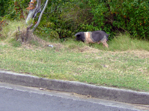Melanie Heinrich - Travel Images - Nevis