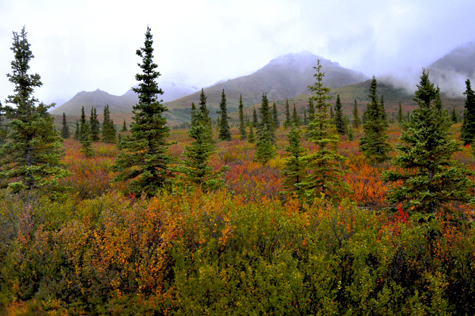 Melanie Heinrich Images - Alaska - Denali