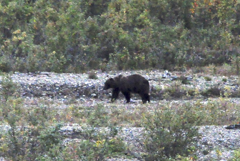 Melanie Heinrich Images - Alaska - Denali