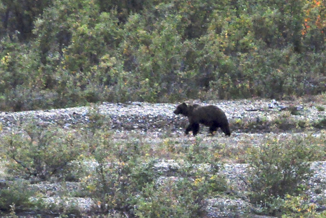 Melanie Heinrich Images - Alaska - Denali