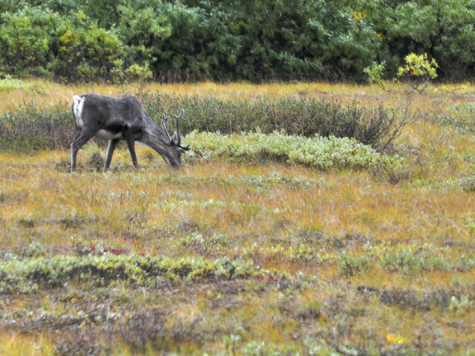 Melanie Heinrich Images - Alaska - Denali