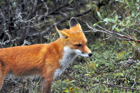 Melanie Heinrich Images - Alaska - Denali