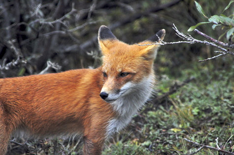 Melanie Heinrich Images - Alaska - Denali