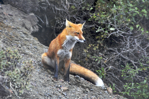 Melanie Heinrich Images - Alaska - Denali