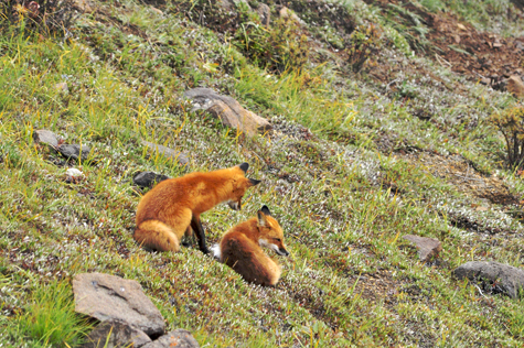 Melanie Heinrich Images - Alaska - Denali