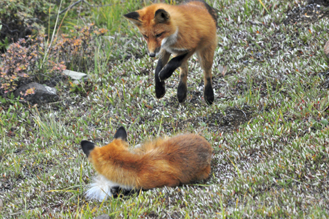 Melanie Heinrich Images - Alaska - Denali