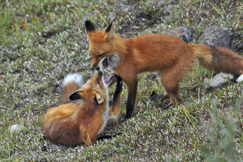Melanie Heinrich Images - Alaska - Denali