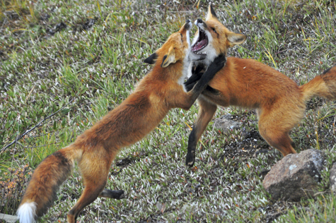 Melanie Heinrich Images - Alaska - Denali