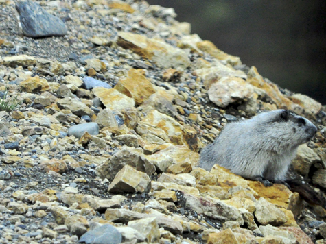 Melanie Heinrich Images - Alaska - Denali