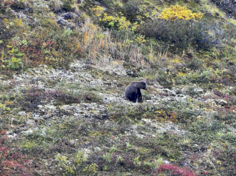Melanie Heinrich Images - Alaska - Denali