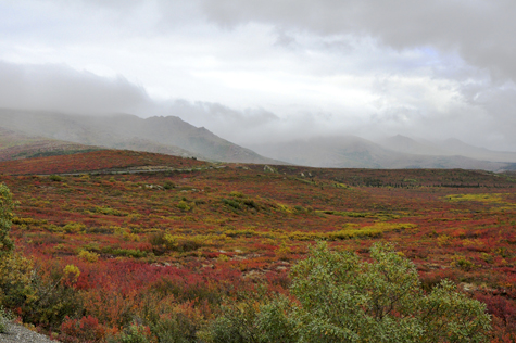 Melanie Heinrich Images - Alaska - Denali