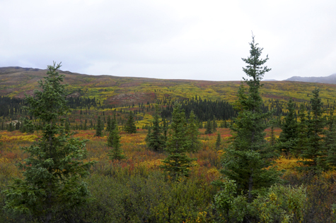 Melanie Heinrich Images - Alaska - Denali
