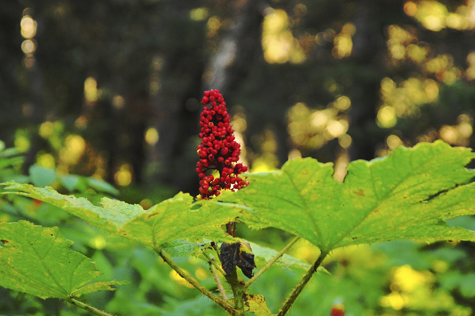 Melanie Heinrich Images - Alaska