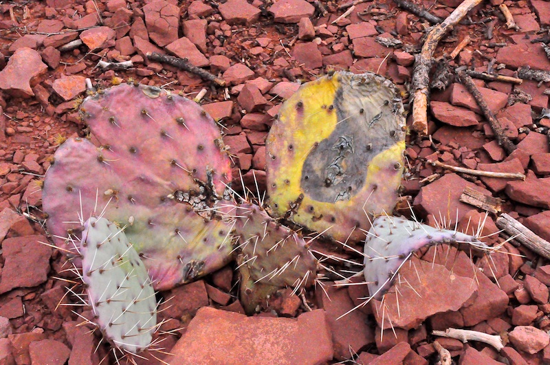 Melanie Heinrich - Travel in Arizona